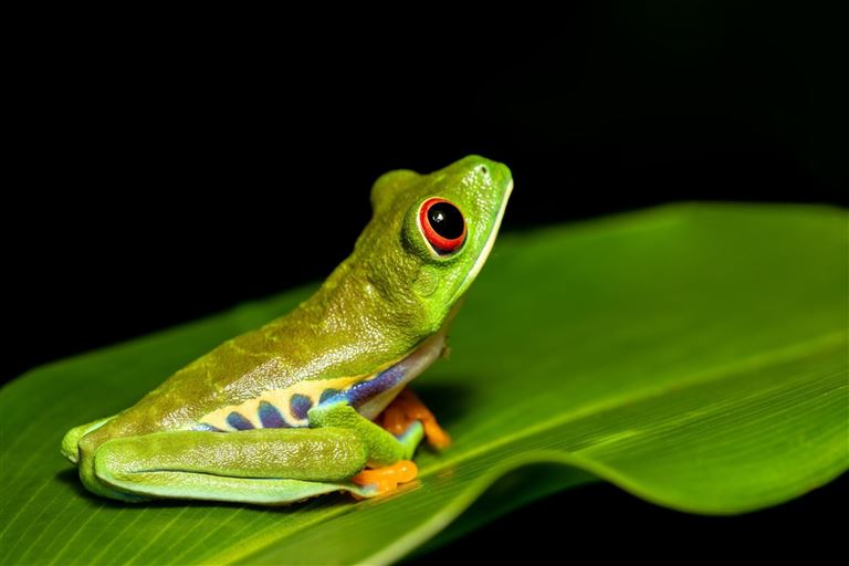 Höhepunkte Costa Rica ©ArtushFoto /adobestock